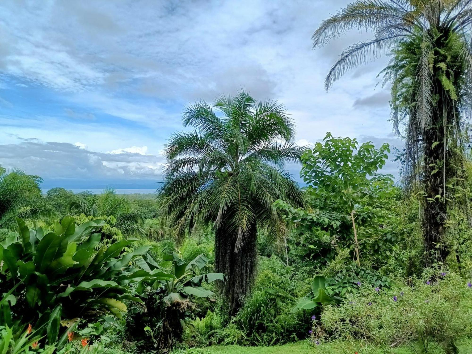 Osa Private Renting House-Villas-Tented-Best Views-Nature-Comfort Puerto Jiménez Exterior foto